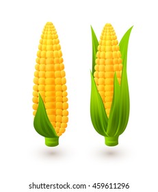 Sweet corn corbes