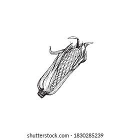Ilustración de madera de maíz dulce para el oído de maíz o estilo de grabado vintage
