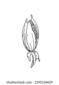 A sweet corn ear maize woodcut print or vintage etching style illustration. Sketch, graphic drawing of corn, maize with leaves, monochrome flat vector illustration on white background.