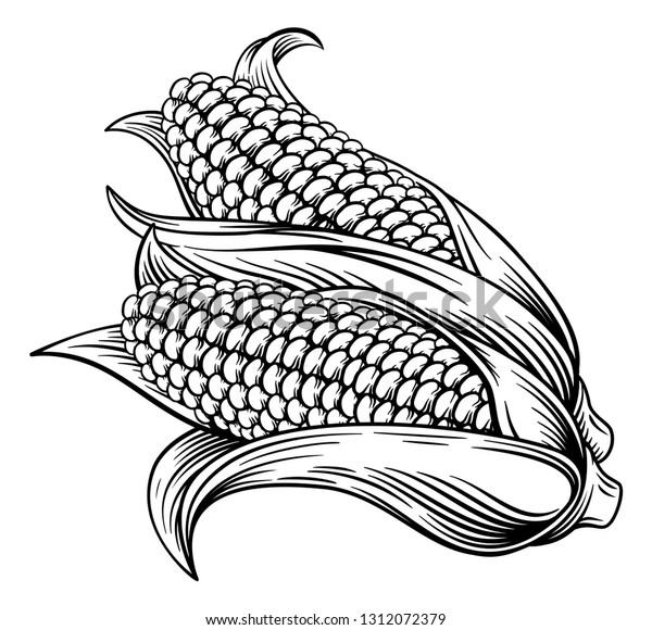 A sweet corn ear maize woodcut print or\
etching vintage style\
illustration