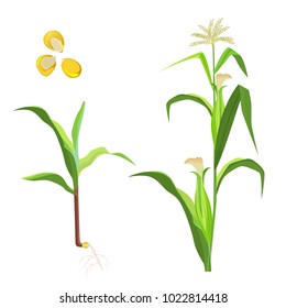 Sweet corn flowering plant and seeds vector illustration isolated