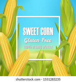 Sweet corn gluten free organic product vector poster, label, sticker template. Decorative frame with 3d realistic maize cobs for package design.
