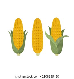 sweet corn isolated vector. Vegetable and healthy food