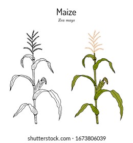 Sweet corn, Maize cob (Zea mays). Hand drawn botanical vector illustration