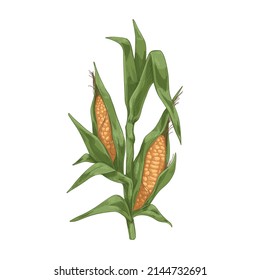 Sweet corn plant. Field maize stalk with leaf and grains. Vegetable crop in detailed retro style. Realistic vintage drawing. Botanical hand-drawn vector illustration isolated on white background.