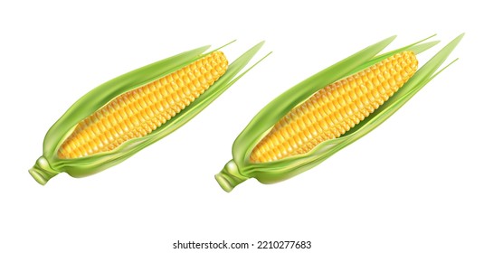 Sweet corn seeds and green leaves, Vector in 3D illustration, Agricuture of corn filed. Food concepts.