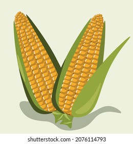 sweet corn seeds illustration. Sweet corn plant is the corn kernel.