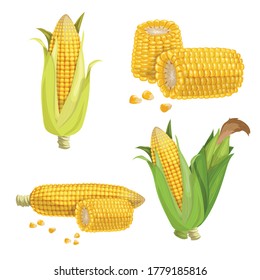 Sweet corn set. Cartoon style. Corn cobs, cuts of corn and seeds. Golden maize collection. Vector illustrations isolated on white.