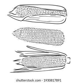 Sweet corn  Vector hand drawn vegetables isolated white background