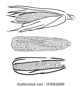 Sweet corn. Vector hand drawn vegetables isolated on white background