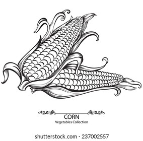 Sweet corn. Vector hand drawn vegetables isolated on white background