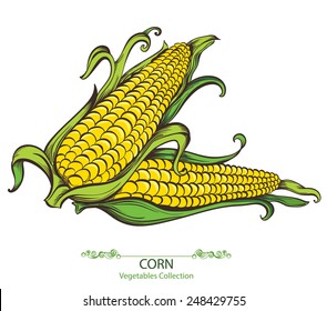 Sweet corn. Vector hand drawn vegetables isolated on white background