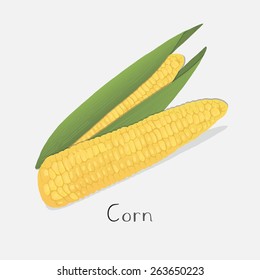 Sweet corn vector illustration