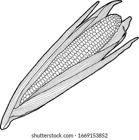 Sweet corn Vector Illustration Hand Drawn Vegetable Cartoon Art