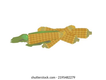 Sweet corn vector is used for illustration, agriculture, cooking and general art.
