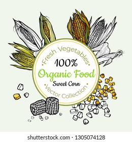 Sweet corn vegetable groceries vintage vector sticker, poster, label template. Hipster fresh food line hand drawn illustration. Corncob, kernels isolated vegetables, vegetarian poster, restaurant menu