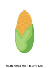 sweet corn in white background vector illustration design