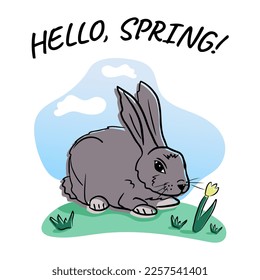 Sweet and cozy grey rabbit sitting on the grass with tulip and lettering hello spring. Vector isolated illustration, cartoon flat character. Template for greeting card, crafting. Children print design