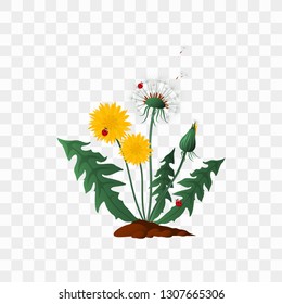 Sweet dandelion flower with petals, leaves, stem and seeds on transparent background. Object for design