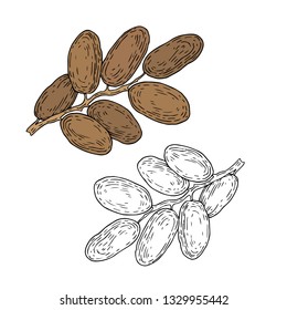 sweet date fruit