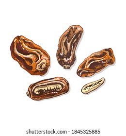 Dulces dátiles con semilla. Ilustración vintage de color vectorial