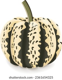 Dulce aplastamiento de Dumpling. Calabaza de invierno. Cucurbita pepo. Frutas y verduras frescas, orgánicas, crudas. Ilustración vectorial aislada.