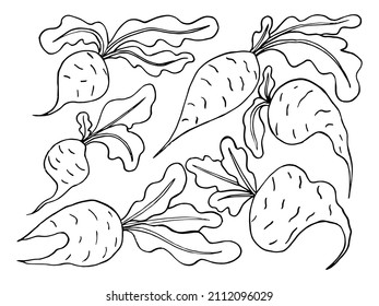 Sweet fresh beet with leaf isolated, organic healthy food, vegetables, vegetarianism, vegan vector illustration. Doodle art, sketch drawing, hand drawing