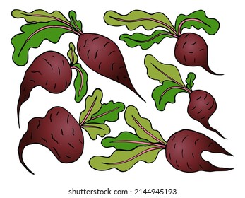 Sweet fresh beet with leaf isolated, organic healthy food, vegetables, vegetarianism, vegan vector illustration. Doodle art, sketch drawing, hand drawing