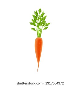 sweet fresh carrots