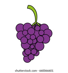 Sweet fruit grapes