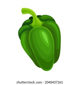 Sweet Green Bell Pepper Vegetable Ingredient for Culinary Vector Illustration