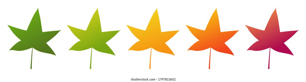 Hoja de árbol de goma dulce. Estiraciflua de Liquidambar. Conjunto de diferentes opciones para colorear el otoño. Aislado sobre fondo blanco. Ilustración vectorial.
