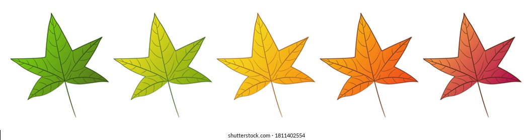 Sweet gum tree leaf. Set of different autumn colors. Isolated on white background. Vector illustration.