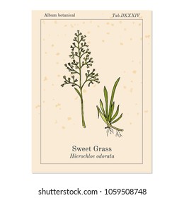 Sweet or holy grass (Hierochloe odorata), aromatic and medicinal plant. Hand drawn botanical vector illustration