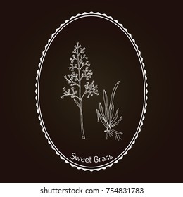 Sweet or holy grass (Hierochloe odorata), aromatic and medicinal plant. Hand drawn botanical vector illustration