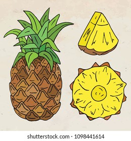 Sweet juicy Pineapple. Summer exotic food. Beautiful hand drawn illustration of fruits.