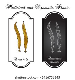 Sweet Kelp (Saccharina lattisima), edible and medicinal seaweed. Hand drawn botanical vector illustration