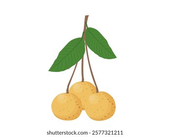 Sweet longan on white background.