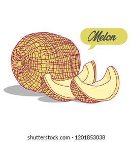 Sweet melon fruit . EPS 10