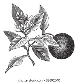 Sweet orange or Citrus aurantium, isolated on white, vintage engraved illustration. Trousset encyclopedia (1886 - 1891).