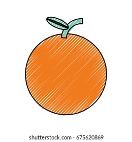 Sweet orange fruit