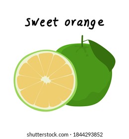 Sweet orange with name, slice, cut fruit and leaf isolated on white background, Vector illustration