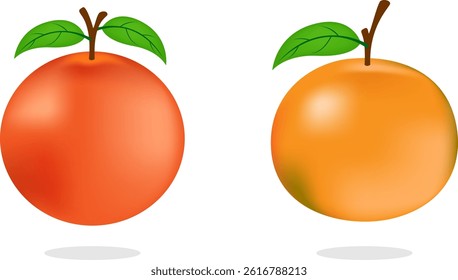 Sweet Orange Set Featuring Sunkist and Medan Variants in Cartoon Style for Citrus and Fruit Design