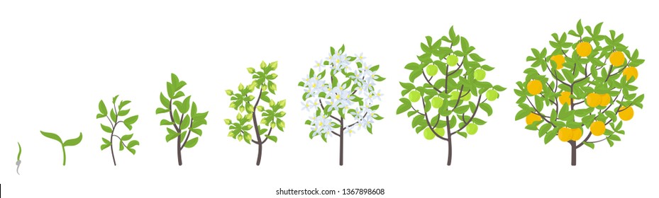 Sweet Oranges Tree Growth Stages. Vector Illustration. Ripening Period Progression. Orange Fruit Tree Life Cycle Animation Plant Seedling. Orange Increase Phases. Citrus Aurantium