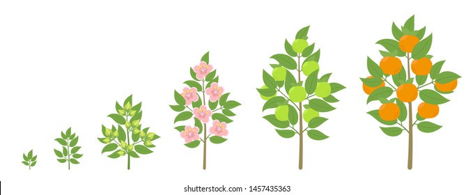 Sweet Oranges Tree Growth Stages. Ripening Period Progression. Orange Fruit Tree Life Cycle Animation Plant Seedling. Orange Increase Phases. Citrus Aurantium