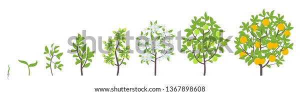 Sweet Oranges Tree Growth Stages Vector Stock Vector Royalty Free