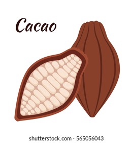 Sweet organic cacao. Fruit, food ingredient in flat vector style.