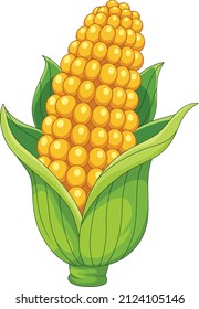 Sweet organic corn on white background