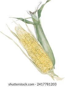 Sweet organic corncob watercolor vector illustration. Corn ears or Maize is bright green. Waiting for harvest.