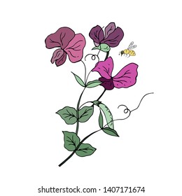 Sweet pea. Bouquet and bee. Vector illustration.
